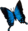 blauer Schmetterling